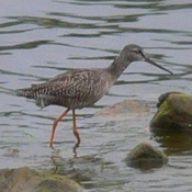 Spotted Redshank